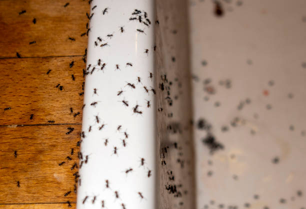 Best Residential Pest Control  in Crestview, FL