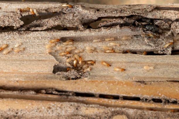 Best Termite Control Services  in Crestview, FL